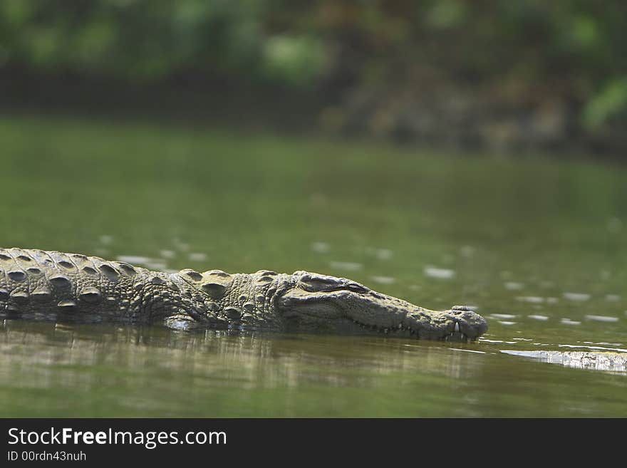 This crocodile was just is enjoying the early morning sun. The Slow and Silent movement is dangerously amazing