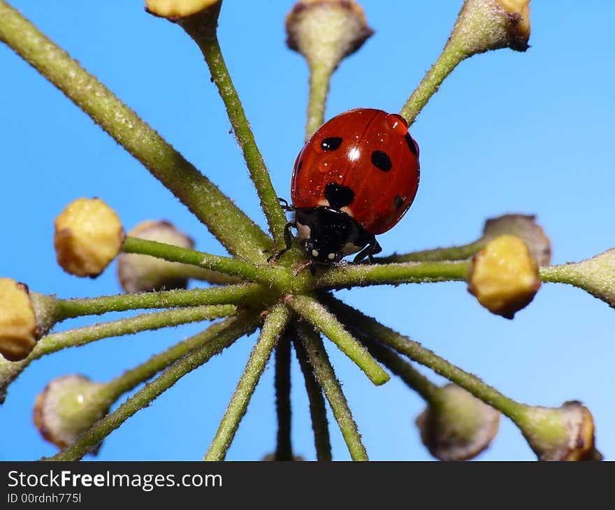 Lady bug on a star