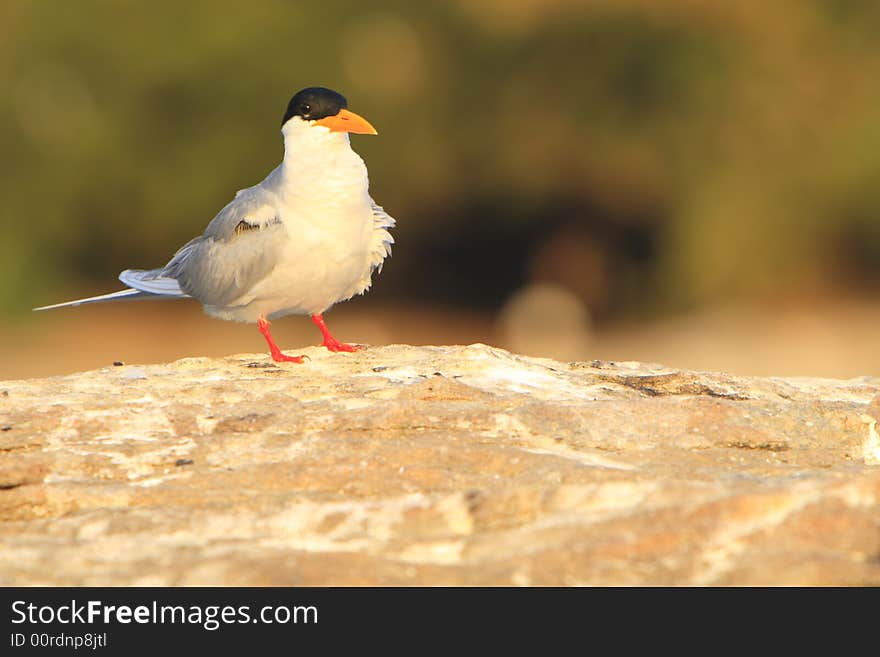 River Tern (Sterna aurantia) is a bird in the tern family . It is a resident breeder along inland rivers from Iran east through Pakistan into India and Myanmar to Thailand, where it is uncommon. Unlike most Sterna terns, it is almost exclusively found on freshwater, rarely venturing even to tidal creeks.