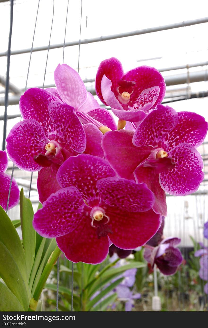 Close up of fucsia orchid flower