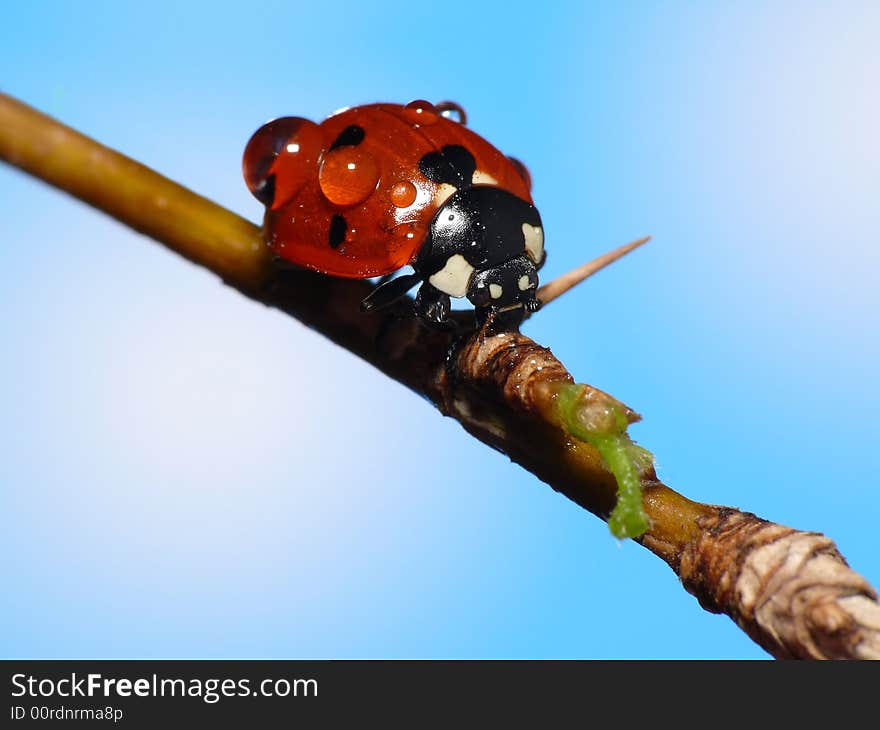 This poor lady bug was covered with raindrops. He really needs an umbrella. I hope you like it with the blue background. This poor lady bug was covered with raindrops. He really needs an umbrella. I hope you like it with the blue background.