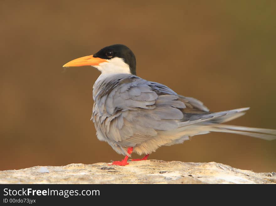 River Tern (Sterna aurantia) is a bird in the tern family . It is a resident breeder along inland rivers from Iran east through Pakistan into India and Myanmar to Thailand, where it is uncommon. Unlike most Sterna terns, it is almost exclusively found on freshwater, rarely venturing even to tidal creeks.