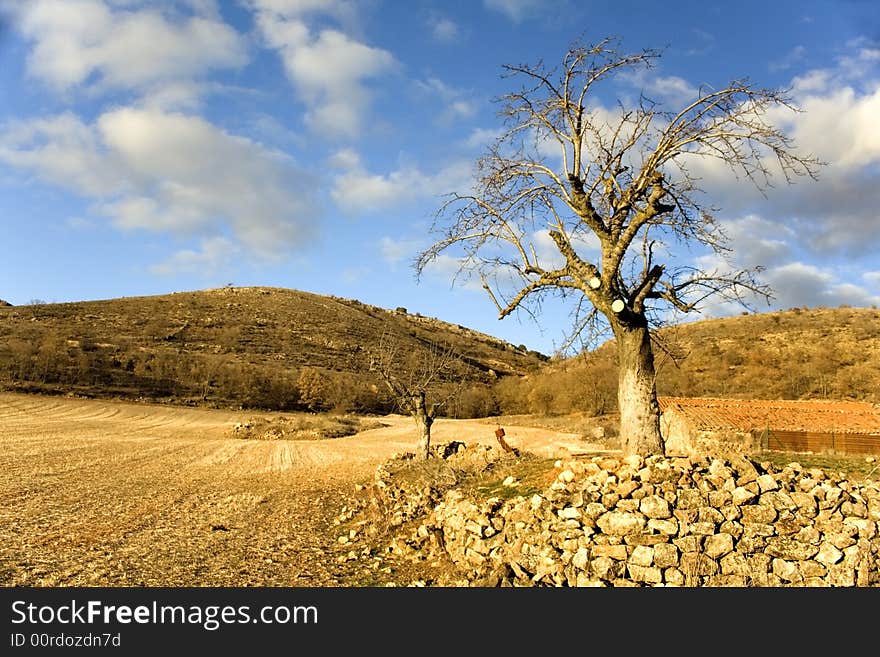 Lonely tree in spanish field