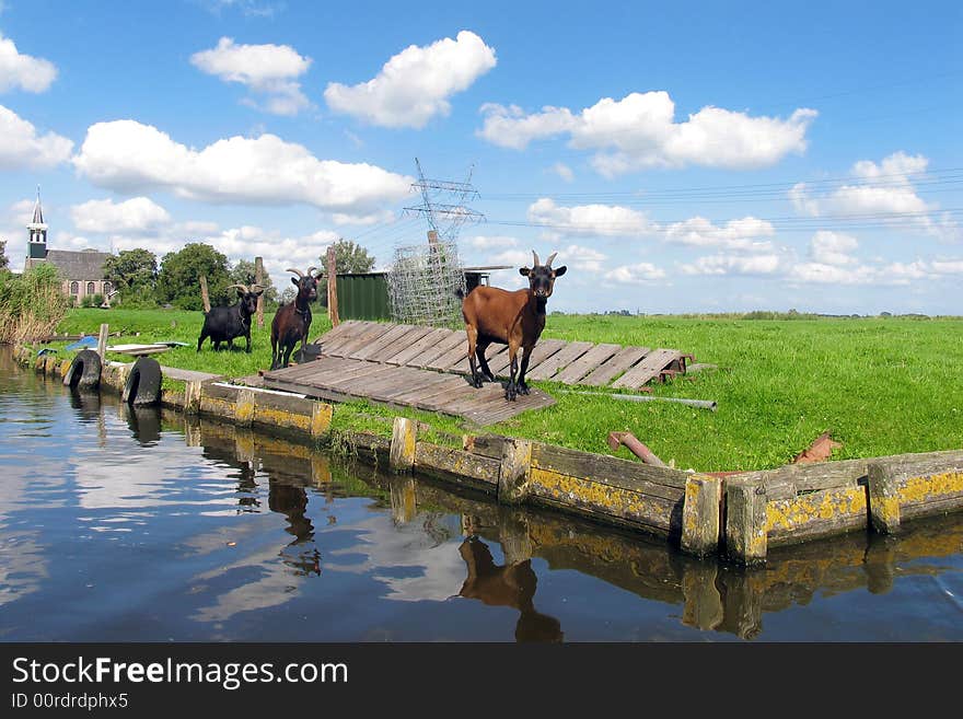 Goats near canal