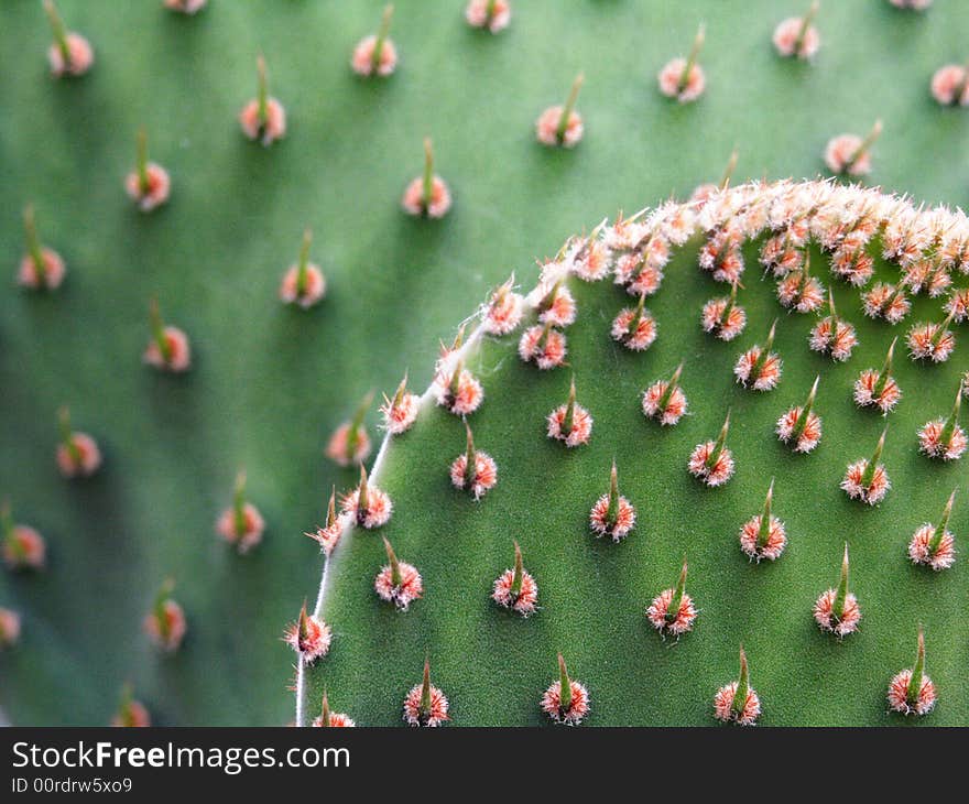 Prickly pear cactus