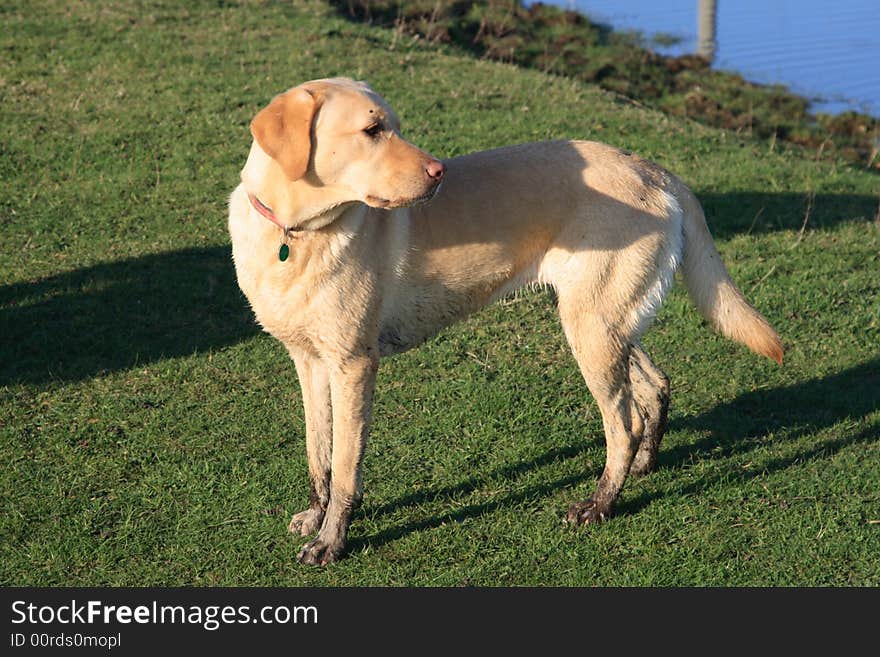 Cream labrador breed dog with muddy paws.