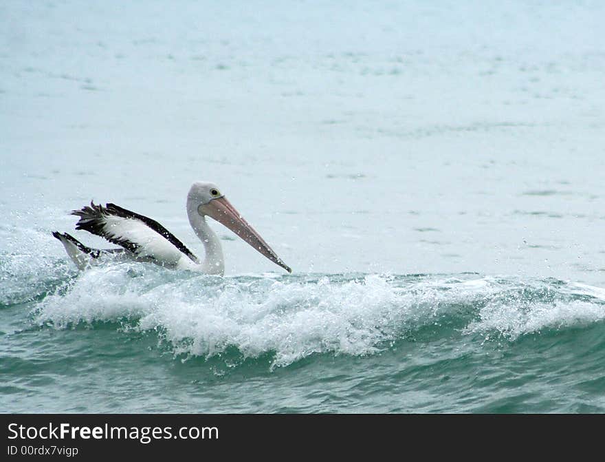 Pelican