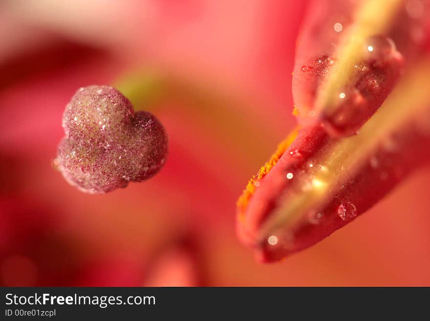 Close up inside oriental lilly flower, pistil. Close up inside oriental lilly flower, pistil.