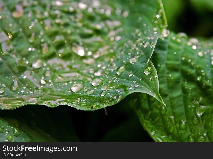 Big green leafs with drops of water after a rain storm. Big green leafs with drops of water after a rain storm