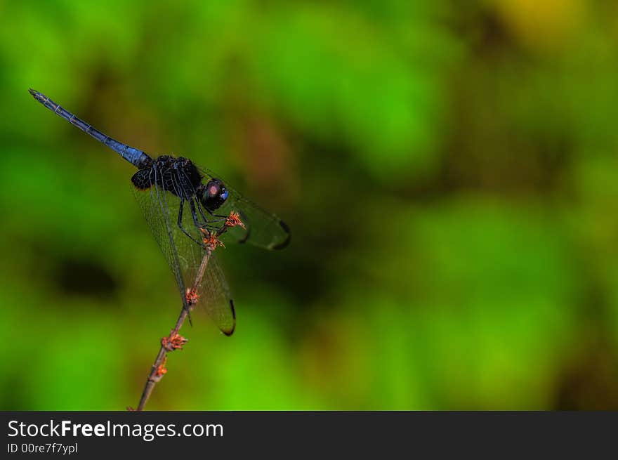 A blue dragonfly on a twig