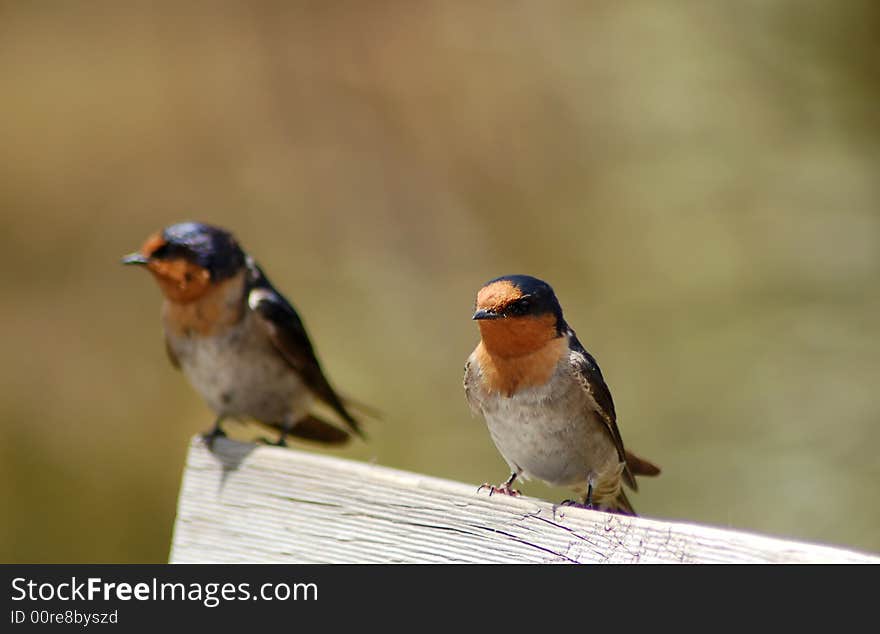 Robins