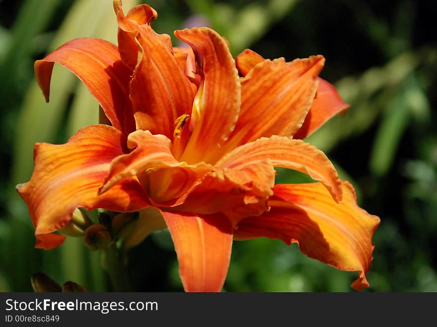 Bright orange flower with yellow stripes on green background