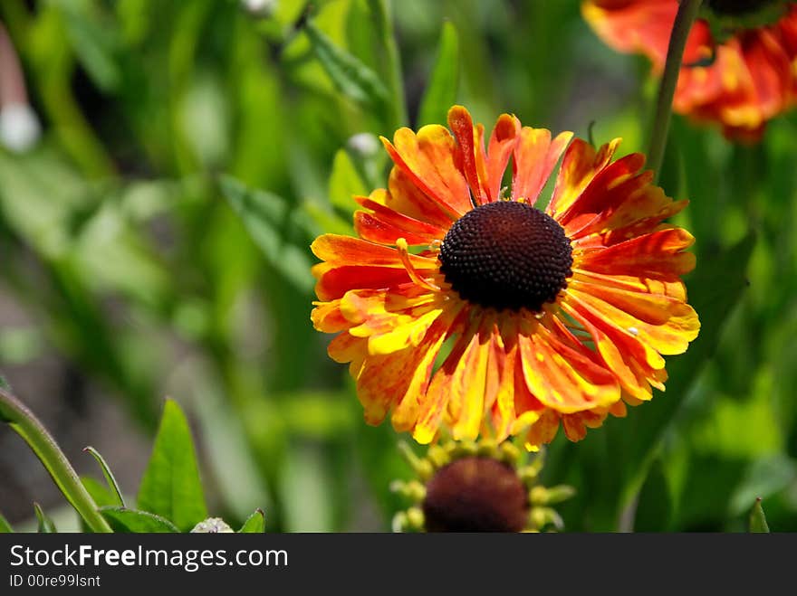 Bright orange flower with pink and yellow and red tips. Bright orange flower with pink and yellow and red tips