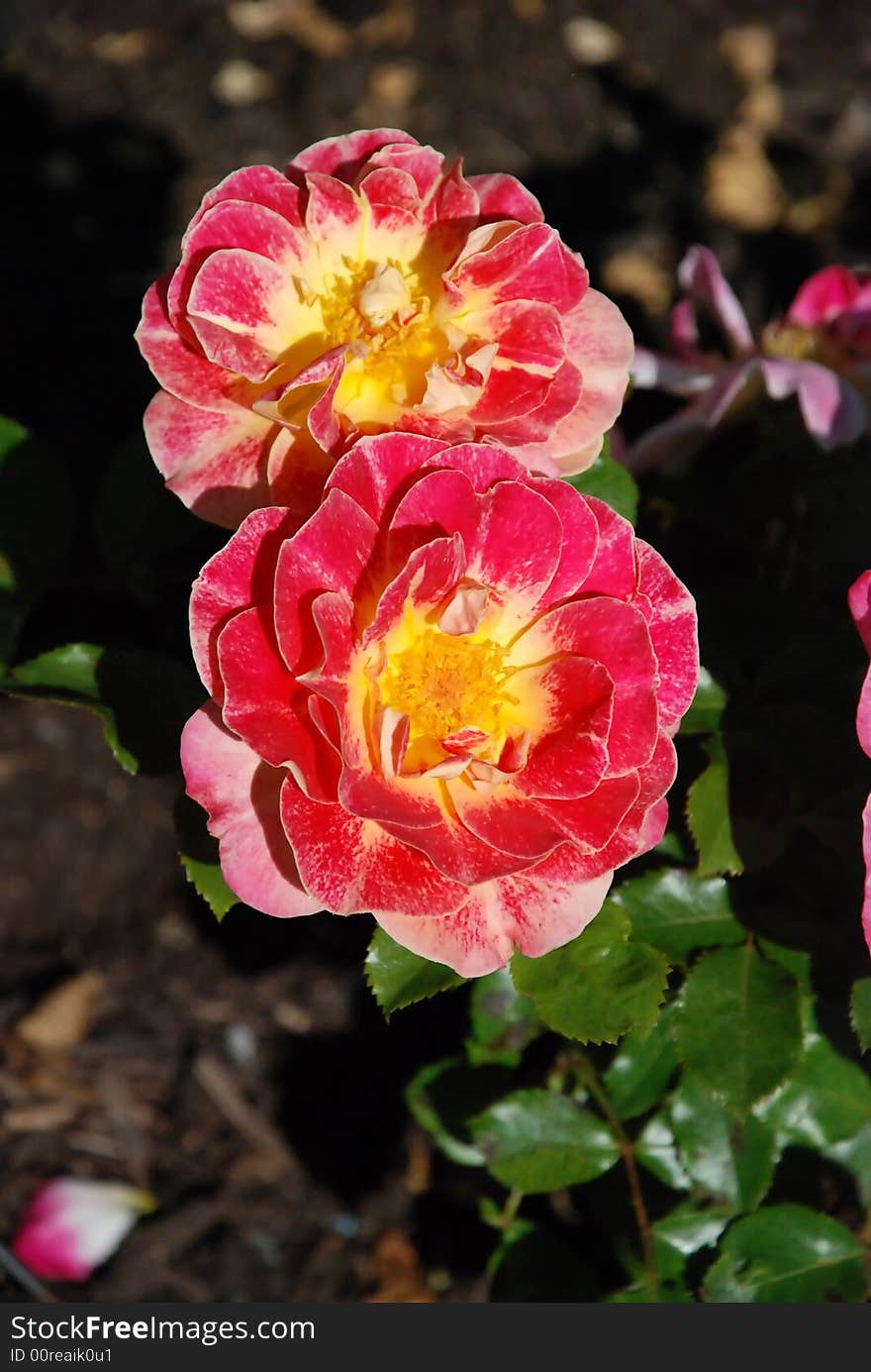 Bright pink and yellow flowers in the garden. Bright pink and yellow flowers in the garden