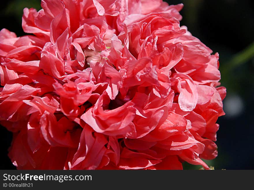 Pink Flower