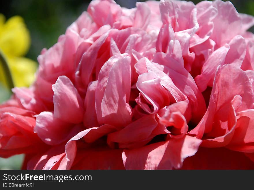 Pink flower