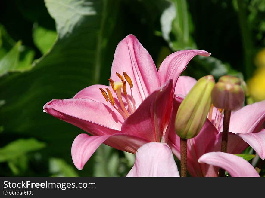 Pink flowers