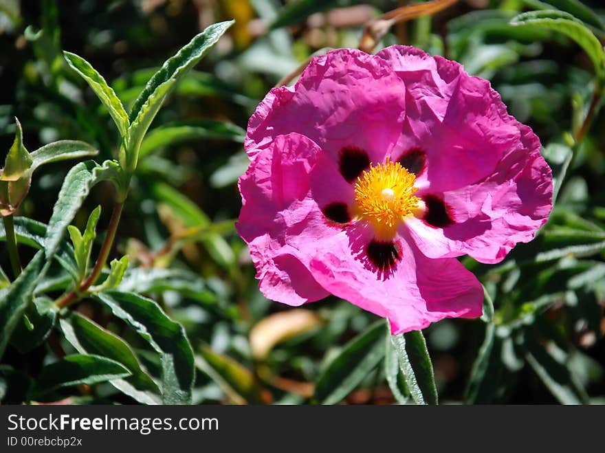 Pink flower