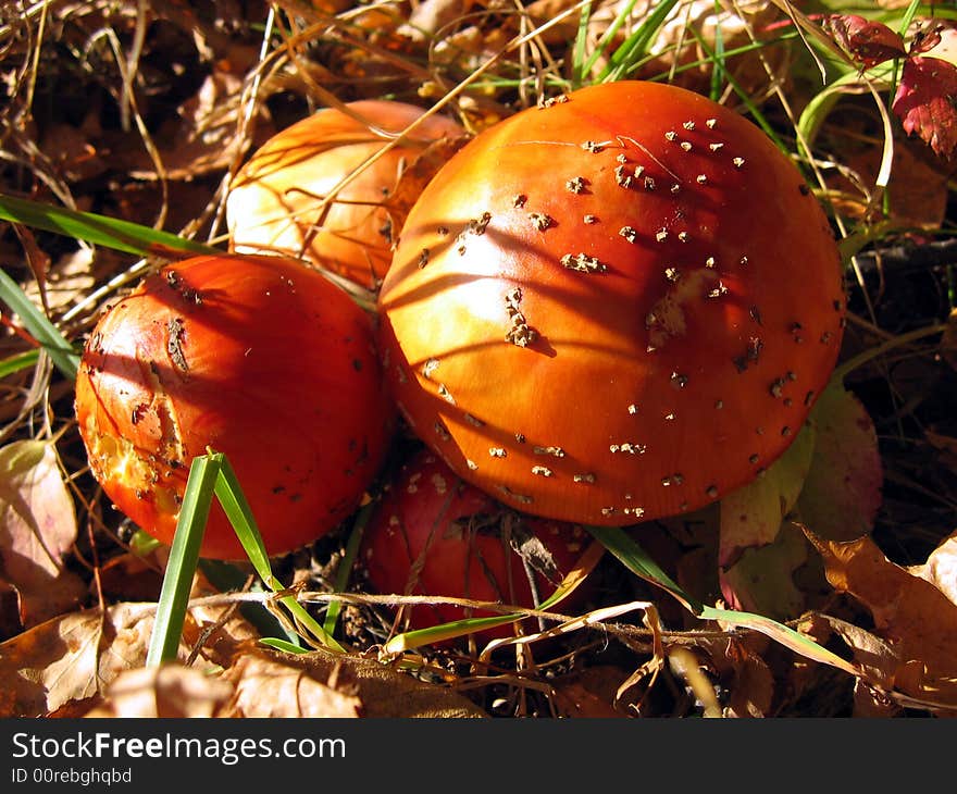 Three mushrooms in the autumn forest