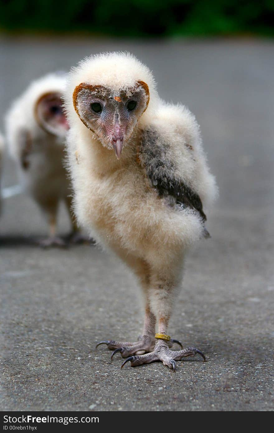 Baby Barn Owl Close Up