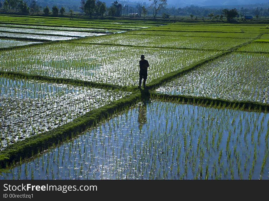 A man wlaking in a rice field in Thailand. A man wlaking in a rice field in Thailand