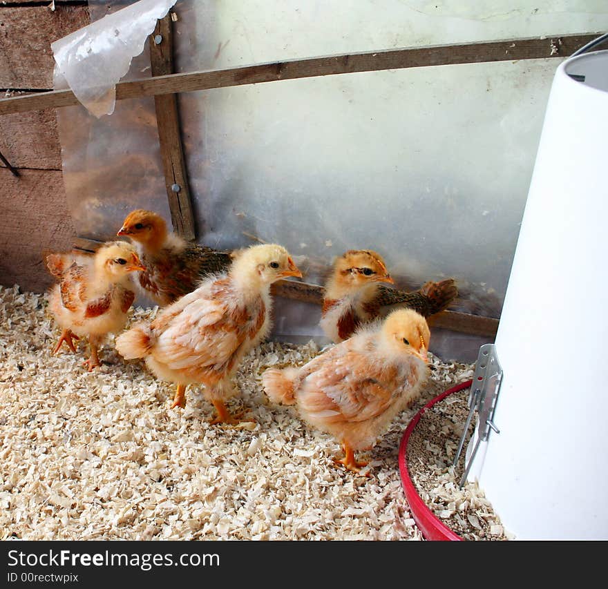 Baby chickens only a few weeks old. Baby chickens only a few weeks old