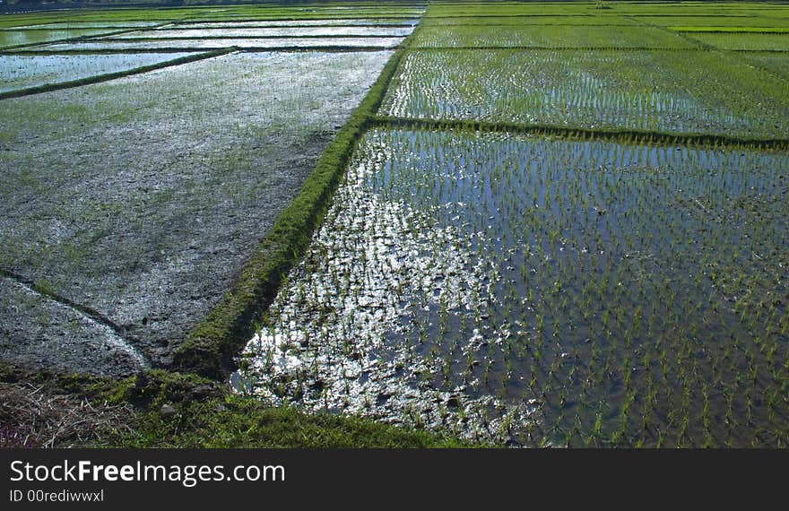 A rice field in northern Thailand