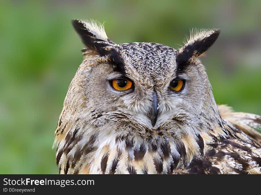 Eagle owl