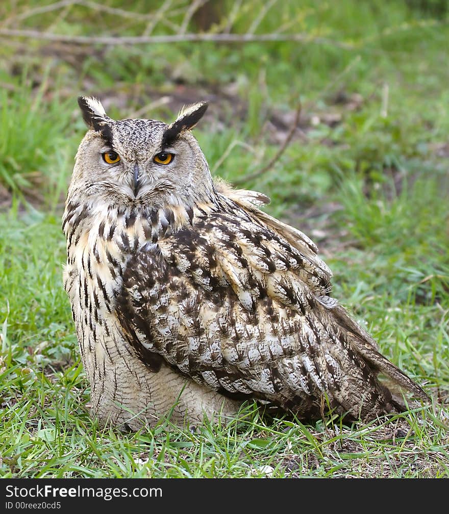 Eagle owl. Russian nature, Voronezh area