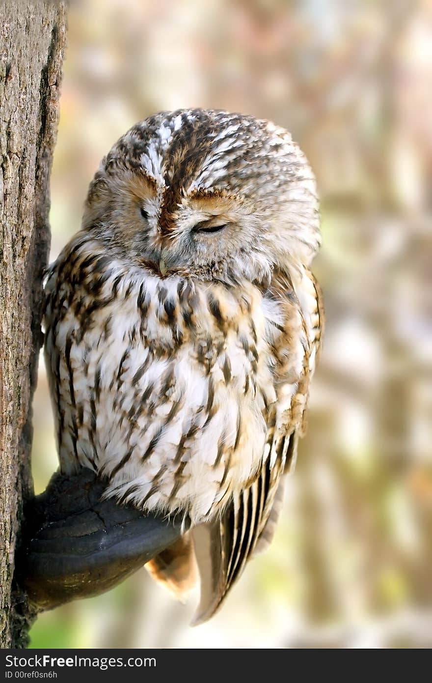 Owl. Russian nature, Voronezh area