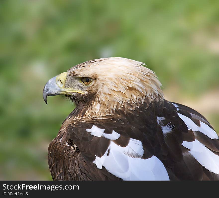 Eagle. Russian nature, Voronezh area