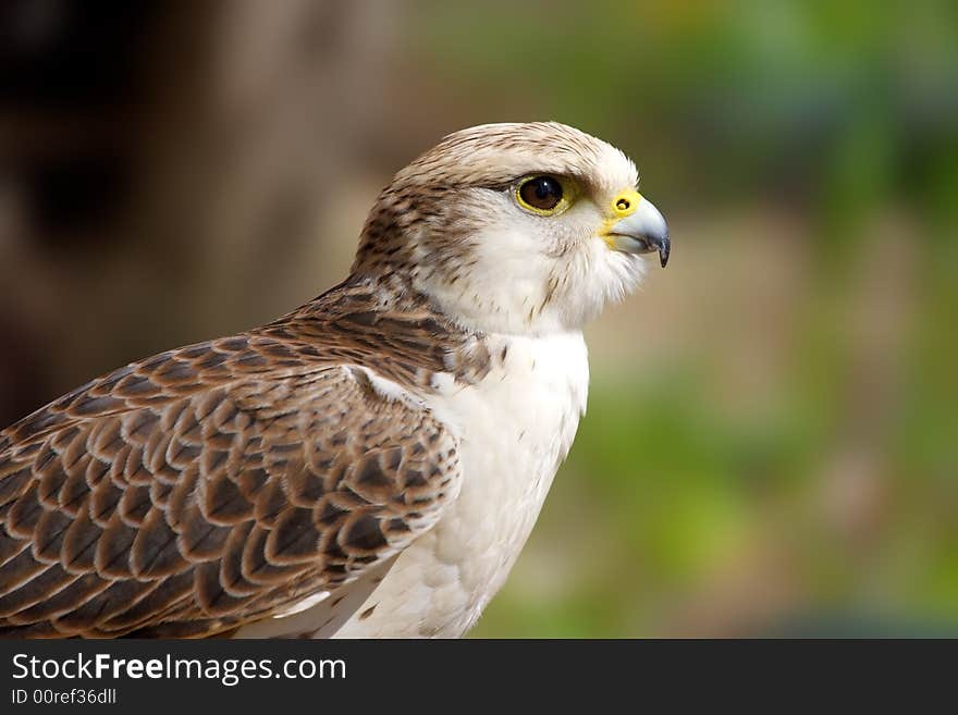 Falcon. Russian nature, Voronezh area. Falcon. Russian nature, Voronezh area