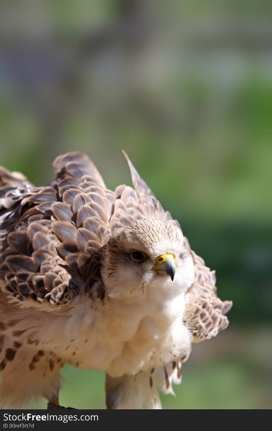 Falcon. Russian nature, Voronezh area. Falcon. Russian nature, Voronezh area