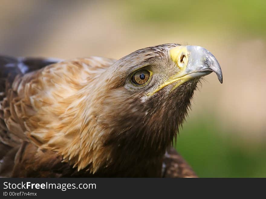 Eagle. Russian nature, Voronezh area