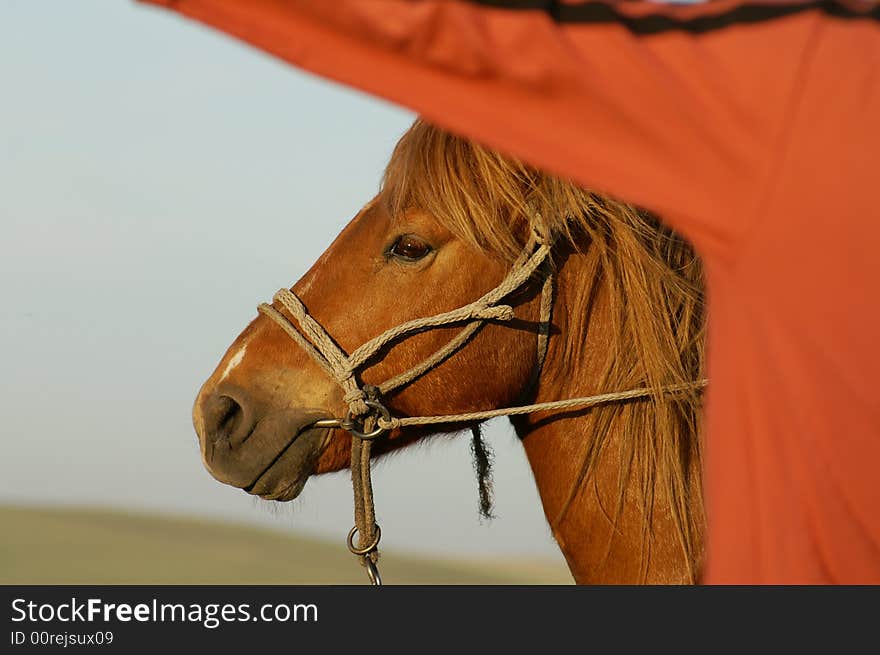 A horse is under a human's arm and looks quiet. A horse is under a human's arm and looks quiet