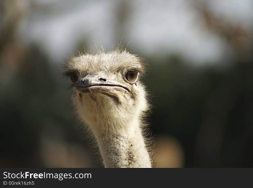 The ostrich (Struthio camelus) is a large flightless bird that lives in Africa. The ostrich (Struthio camelus) is a large flightless bird that lives in Africa.