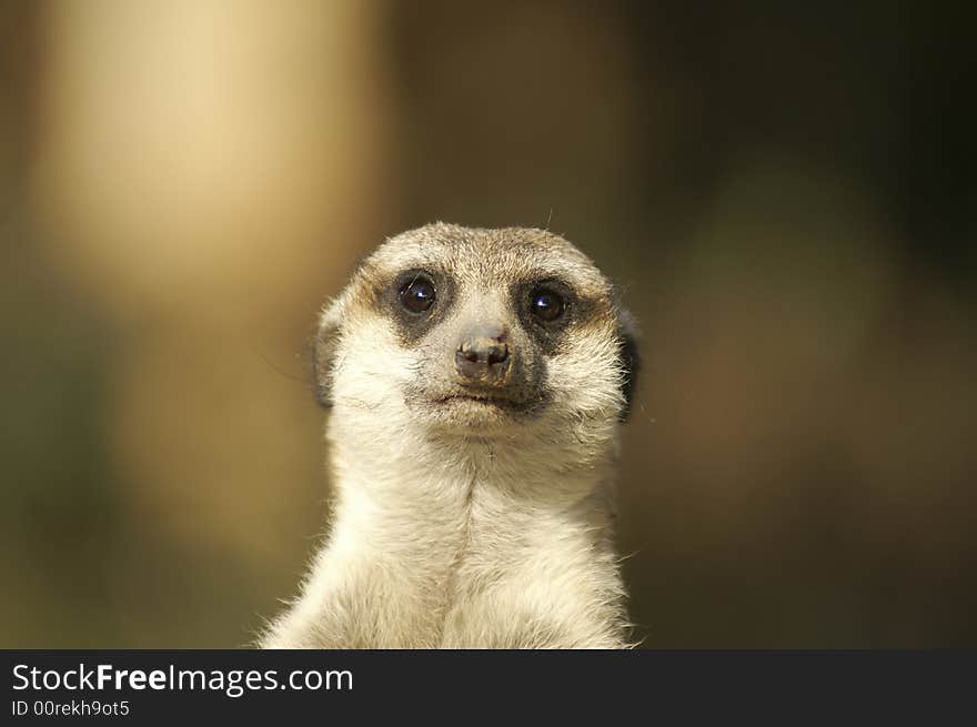 A meerkat is an small mammal that lives in the Kalahari Desert in southern Africa. It is a member of the mongoose family. A meerkat is an small mammal that lives in the Kalahari Desert in southern Africa. It is a member of the mongoose family.