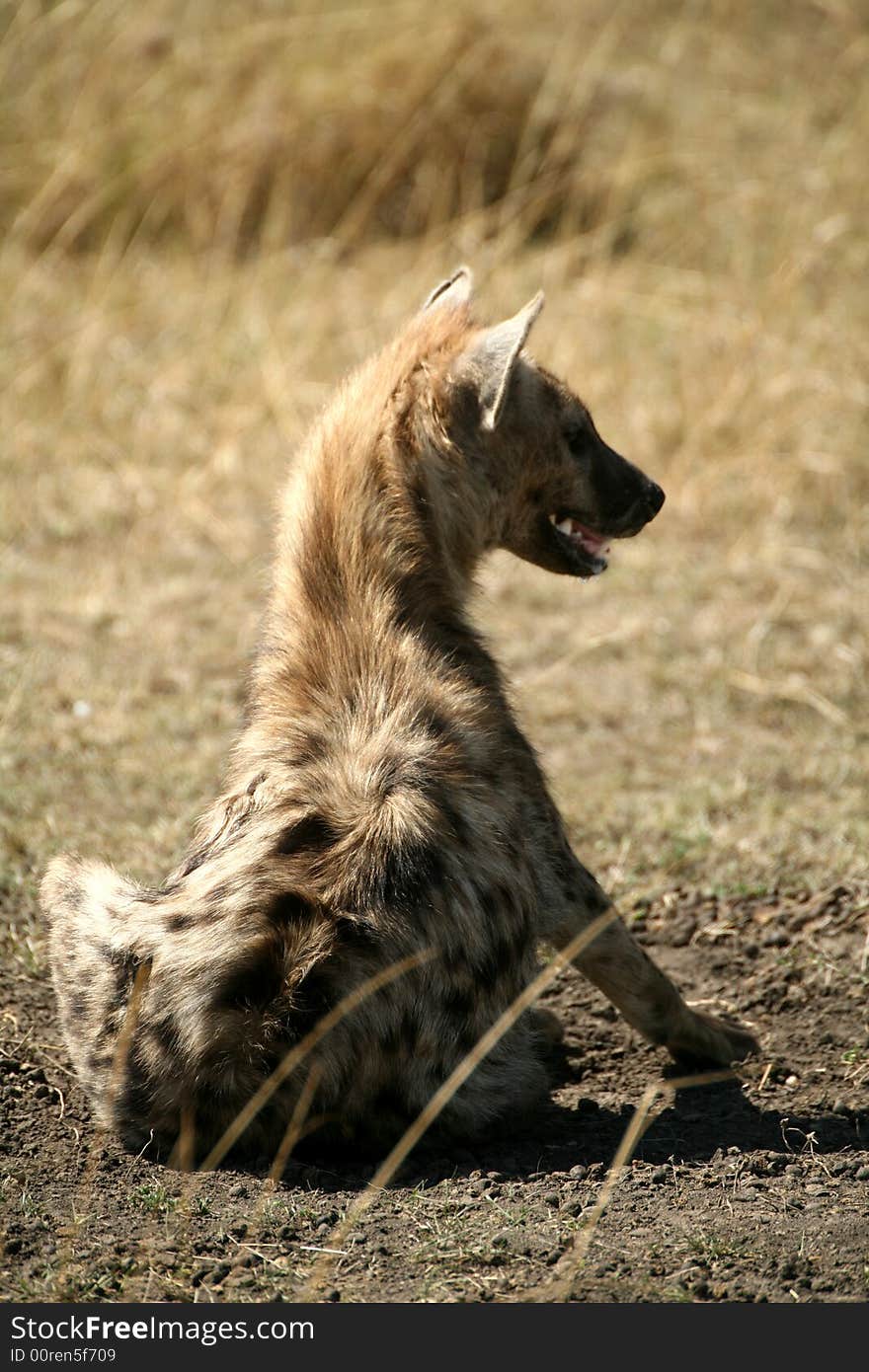 A young Spotted Hyena sitting in the Masai Mara Reserve (Kenya)