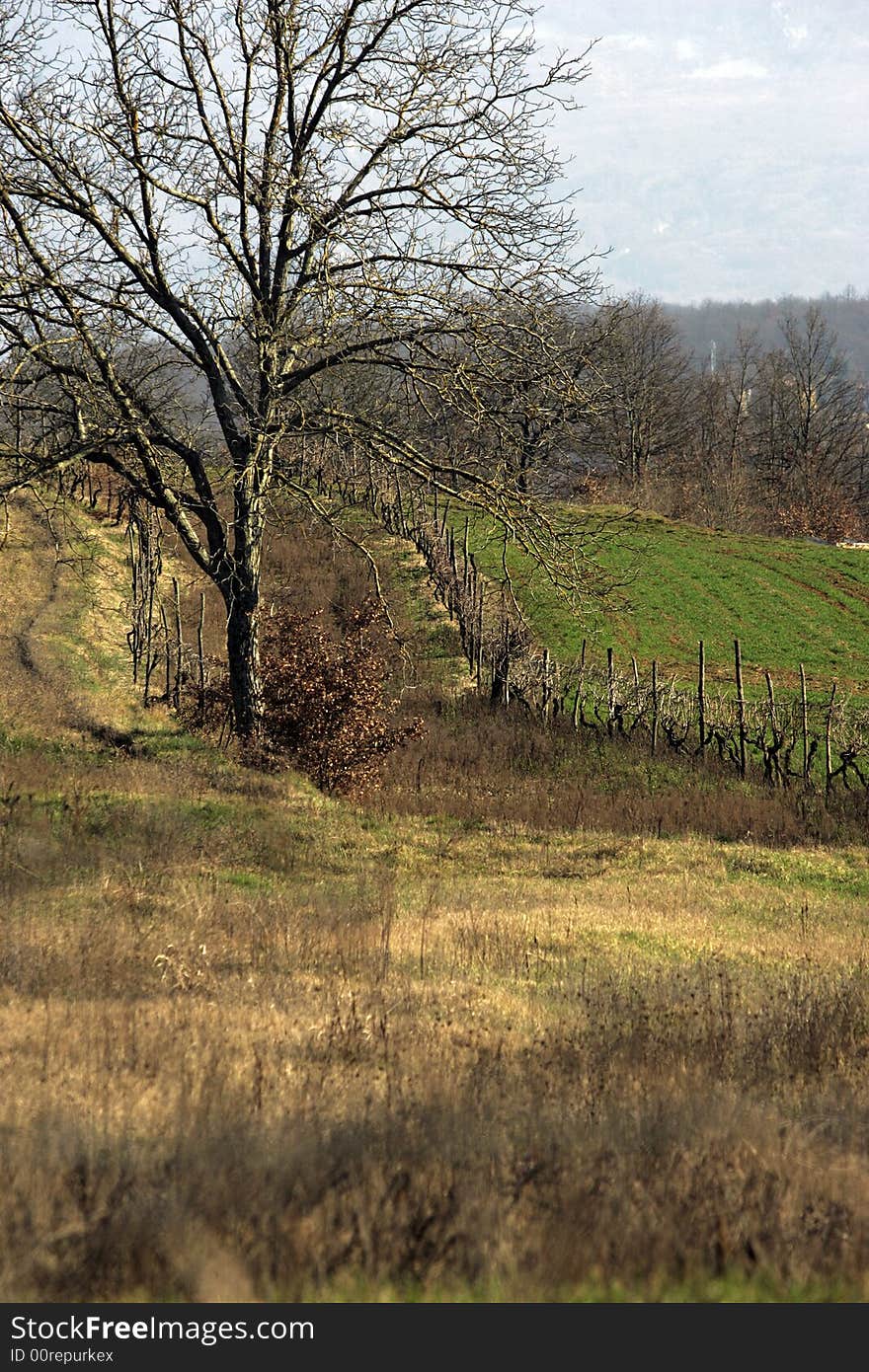 Vineyard landscape with old tree, travel Europe. Vineyard landscape with old tree, travel Europe