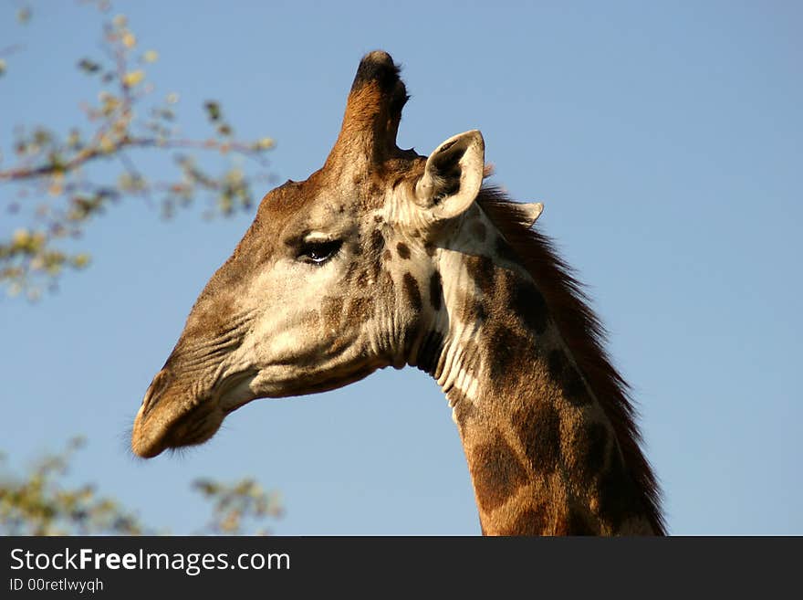 Giraffe head profile portrait in the Kruger National Park (South Africa) on a blue sky background