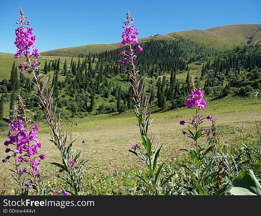 Wild purple flow blooming on mountain slope. Wild purple flow blooming on mountain slope