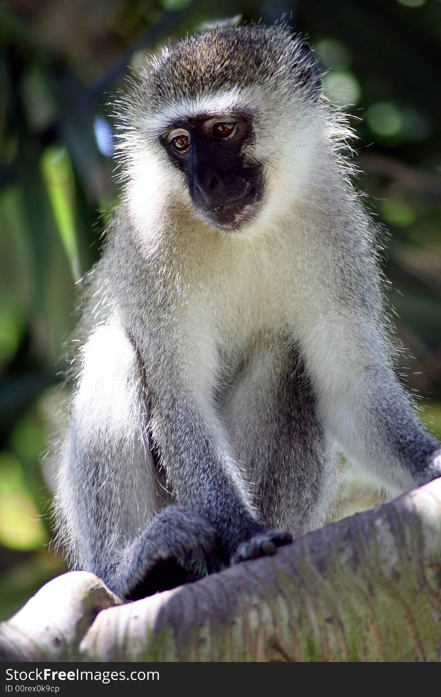 A Vervet Monkey clinging a tree in Umhlanga (South Africa)