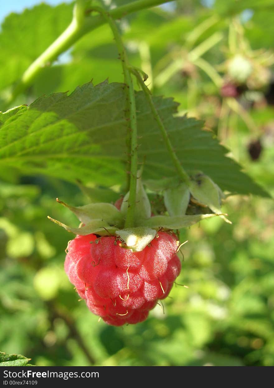 Raspberry