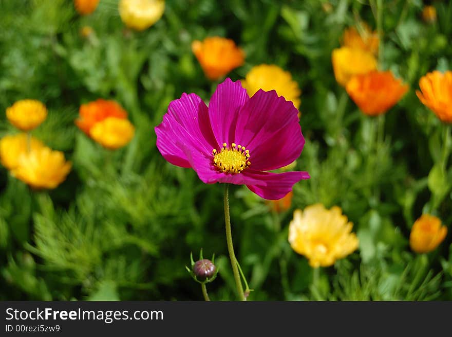 Pink flower among green leaves and yellow flowers