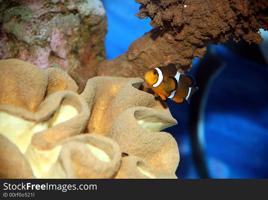 Clown Fish