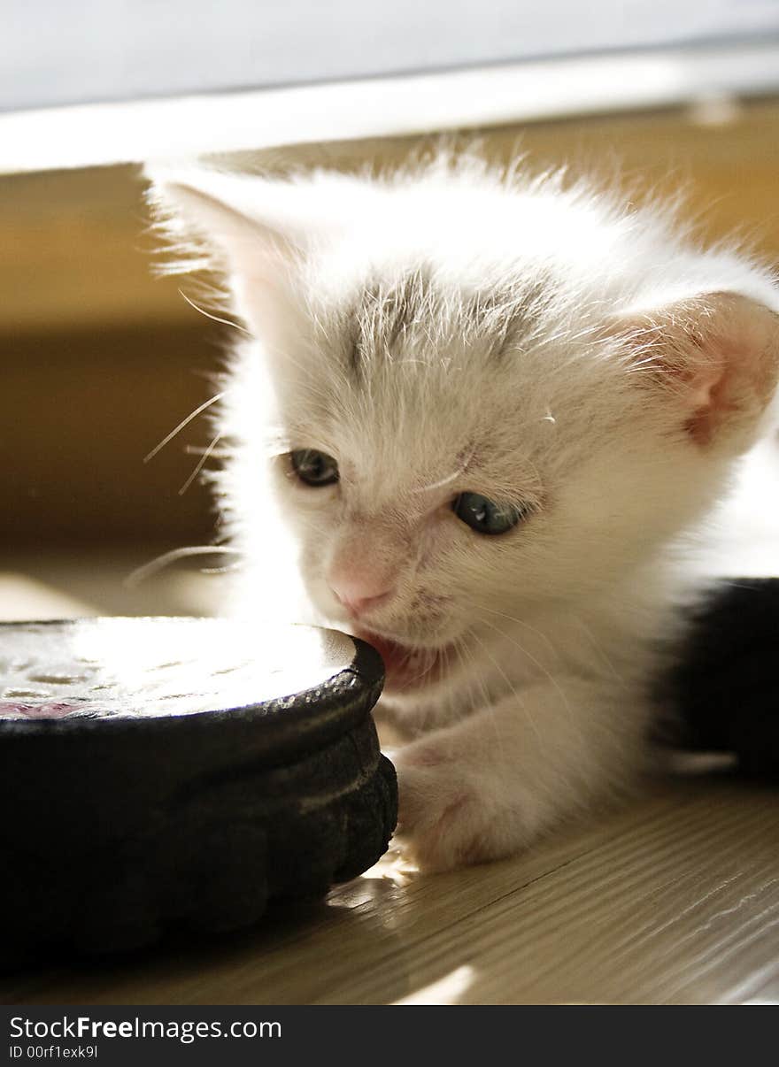 This kitty happily plays on the ground under the irradiation of sunlight. This kitty happily plays on the ground under the irradiation of sunlight.