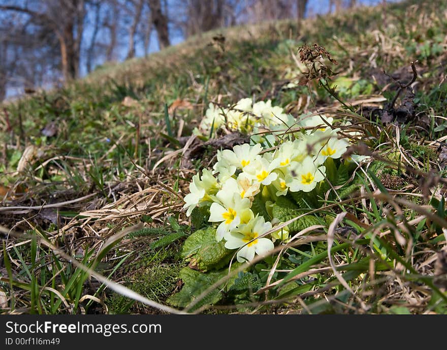 Bouquet of primerose flower in nature macro on meadow