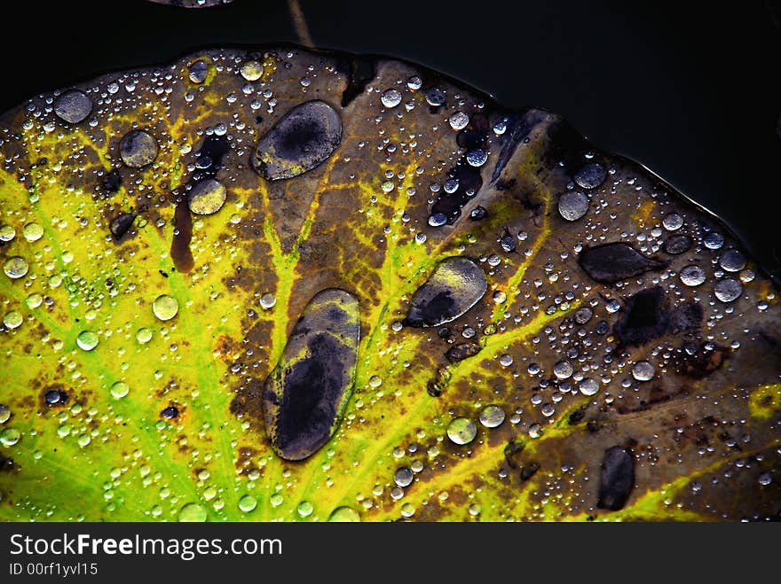 Crystal Water Rolling On Colourful Lotus Leaf