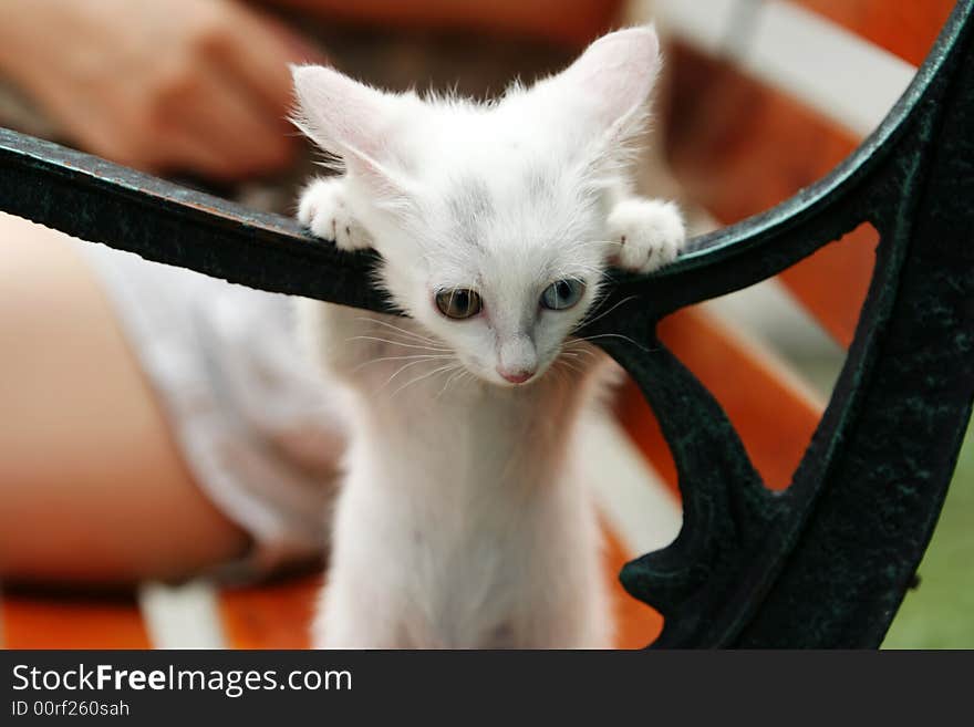 This kitty go out for the first time and outward the world of noodles was very curious. This kitty go out for the first time and outward the world of noodles was very curious.