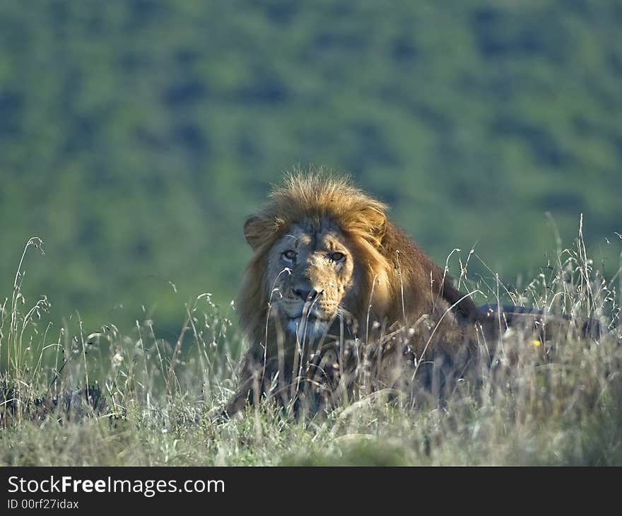 The lions always rest in the heat of the day. The lions always rest in the heat of the day